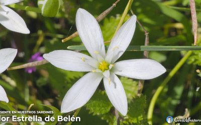 Estrella de Belén “Una flor en tu jardín, con doble cara”