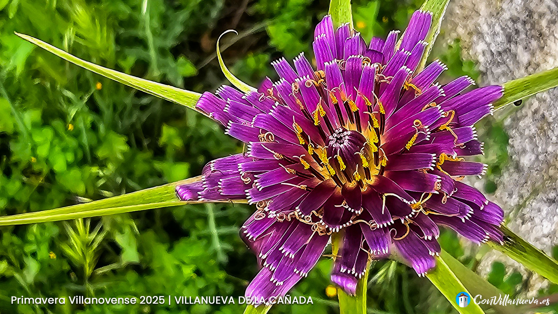 Primavera Villnovense. Transformación de la amapola.