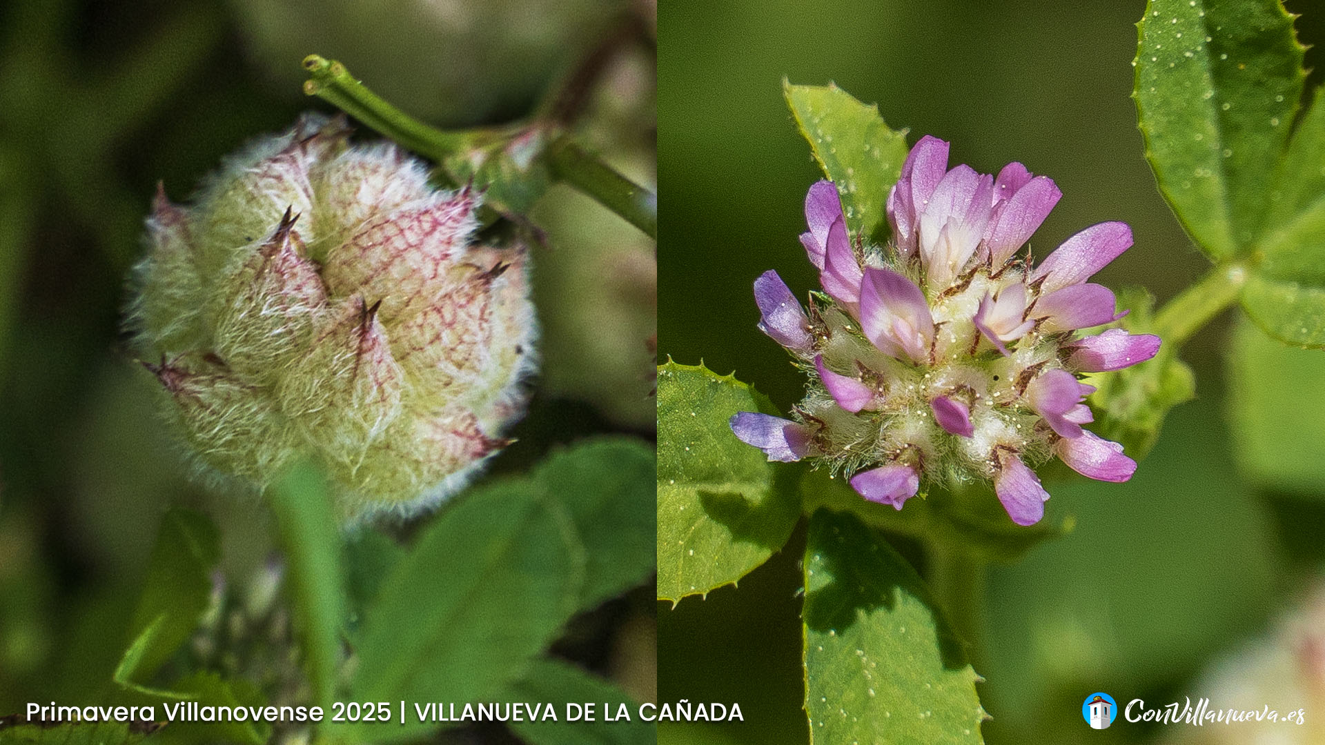 Primavera Villnovense. Transformación de la amapola.