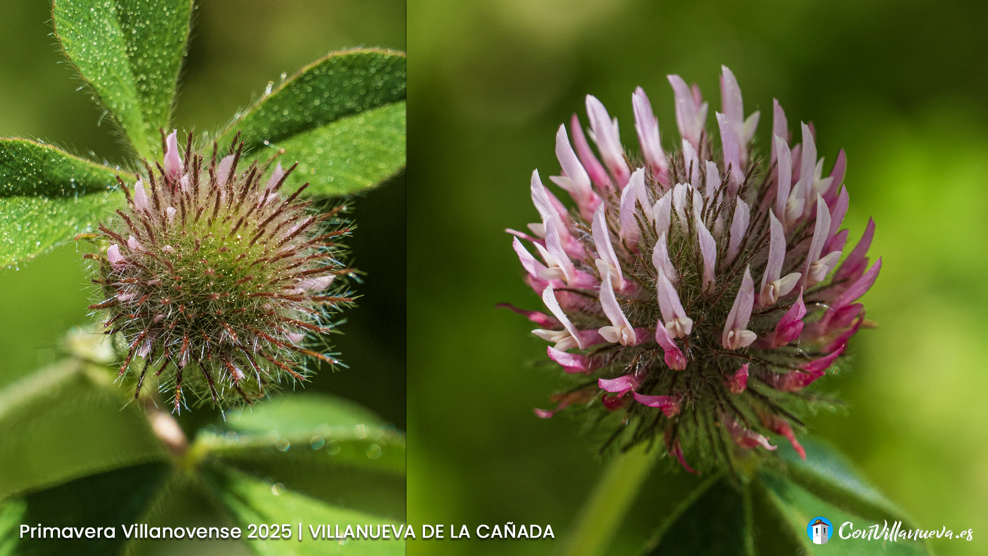 Trebol Rojo silvestre Primavera Villanovense 2025